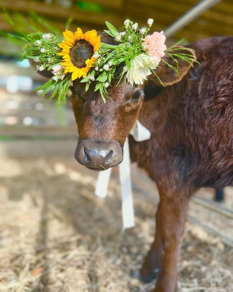 Honey Hill Farm and Flowers