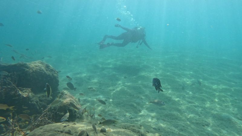 What to Know Before You Go: Phil Foster Snorkel Trail Visitor Guide