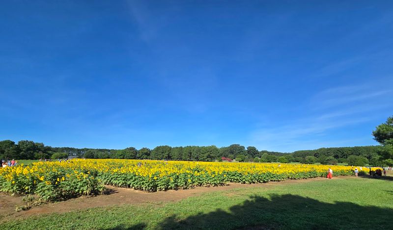 Sunflower Meadows - Apex, Wake County