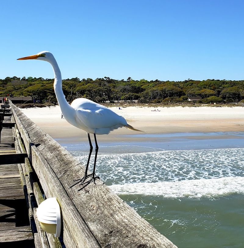 Myrtle Beach State Park, Myrtle Beach, Horry County