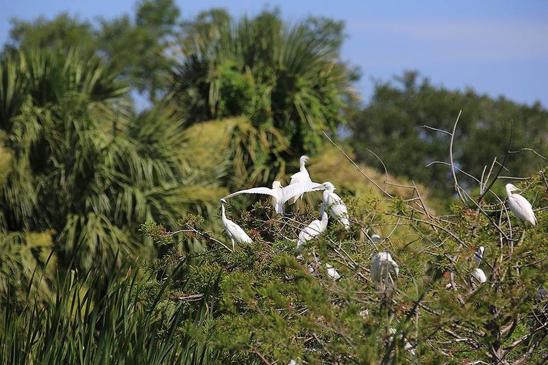 Pinckney Island National Wildlife Refuge 