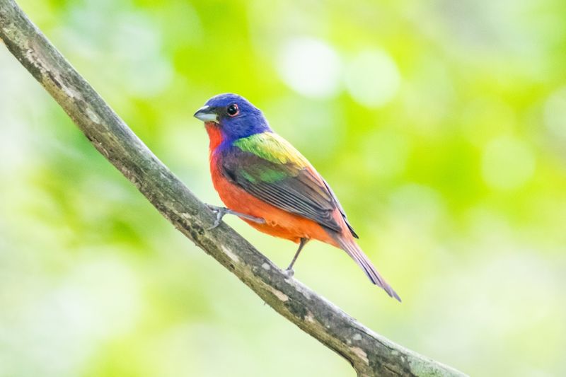 Santee National Wildlife Refuge - Summerton, Clarendon County
