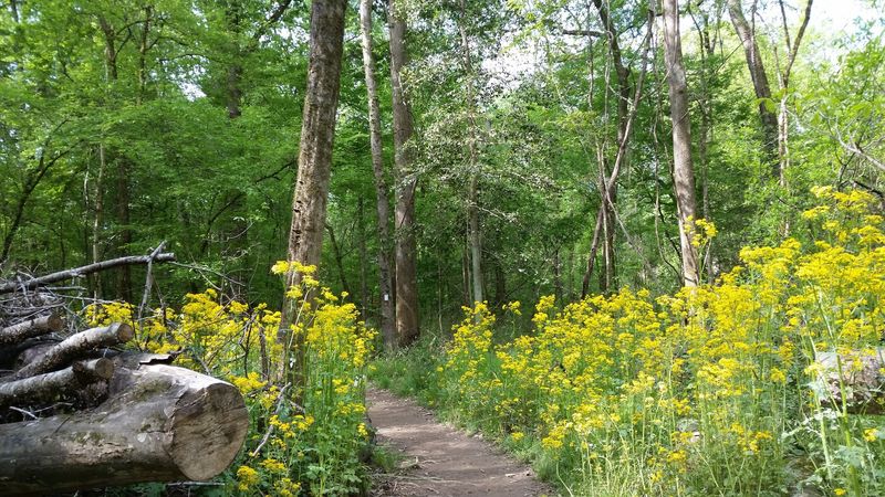 Congaree National Park - Hopkins, Richland County