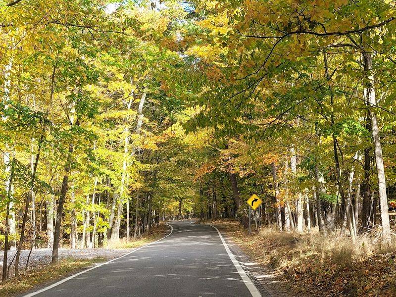 Tunnel of Trees - Harbor Springs, Emmet County