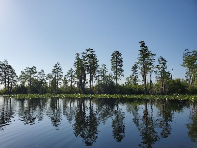 Where Georgia Gets Wild
