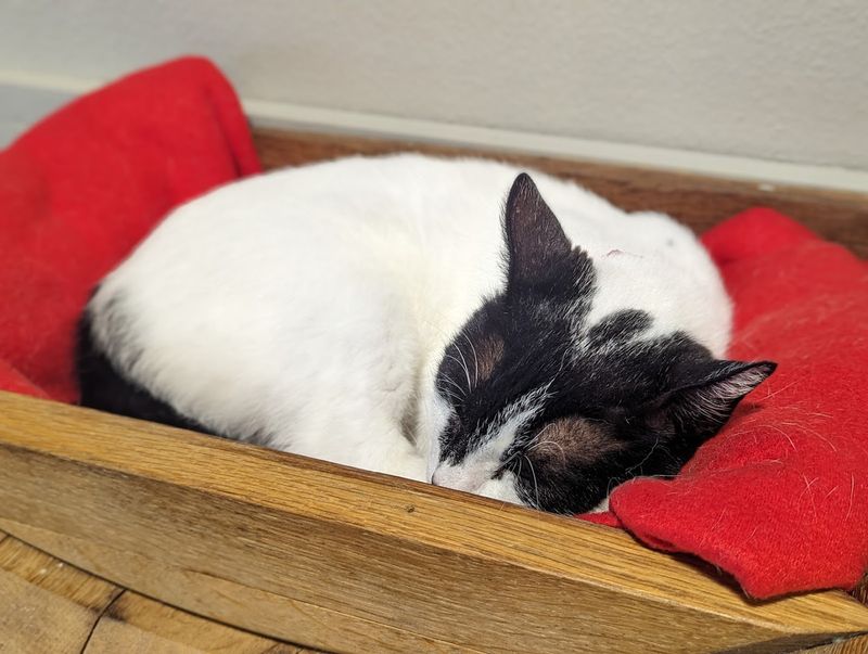 Adoption With Heart