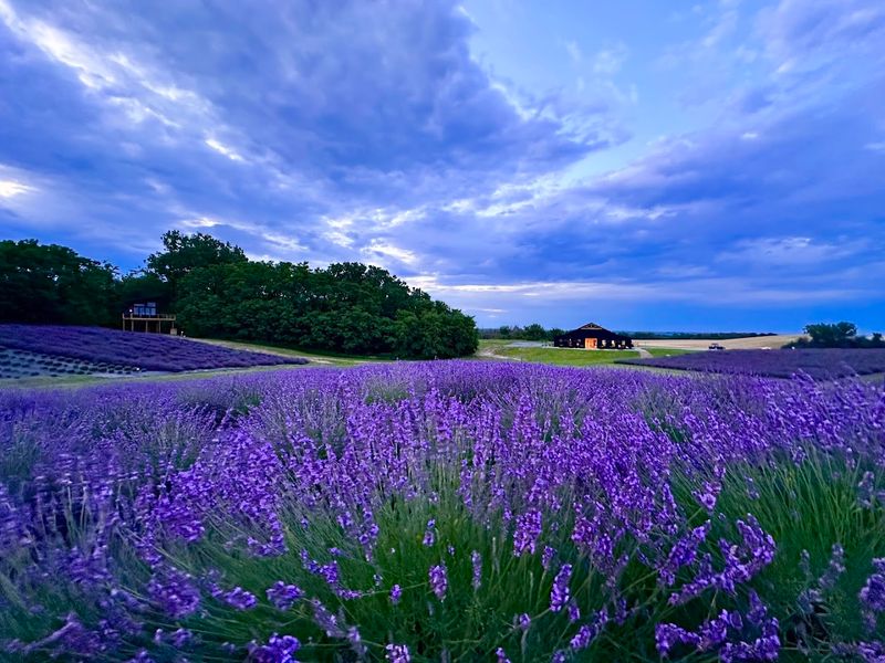 Calyx Creek Lavender & Lodging (Oxford)