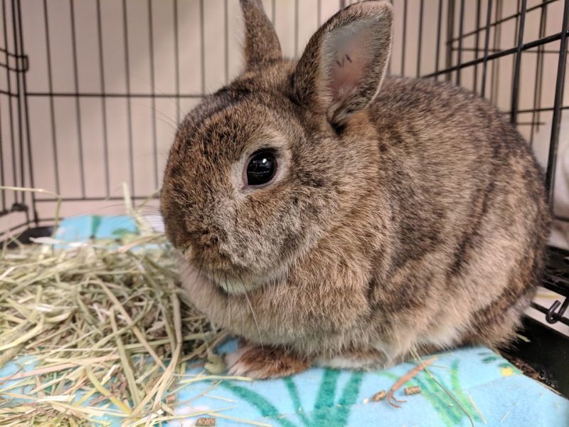 Cedar Valley Humane Society Wildlife Care - Cedar Rapids, Linn County, Iowa