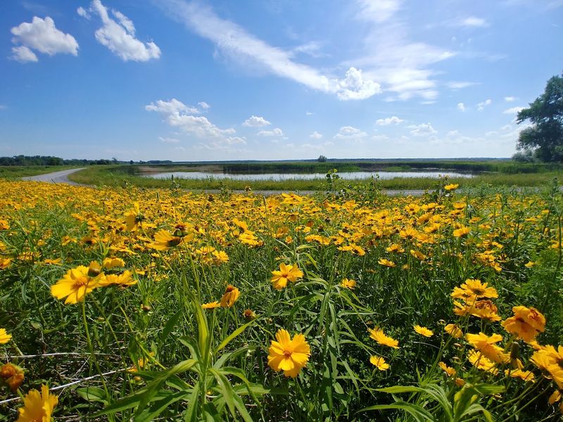 Montezuma National Wildlife Refuge, Seneca Falls, Seneca County