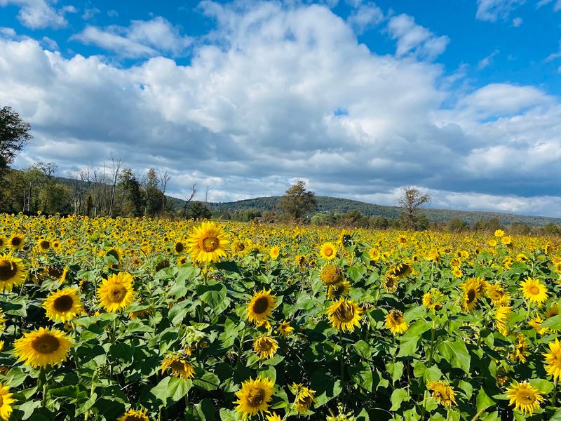 Great Country Farms - Bluemont, Loudoun County,