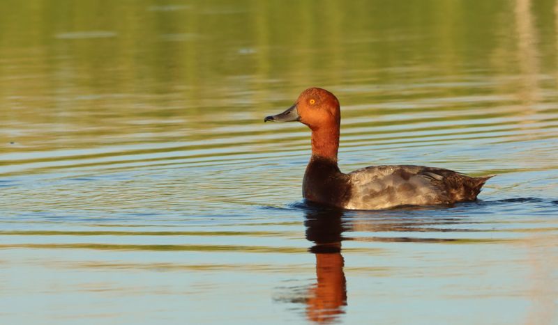 Huron Wetland Management District - Vassar, Tuscola County
