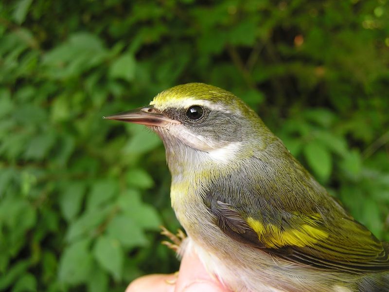 Braddock Bay Bird Observatory