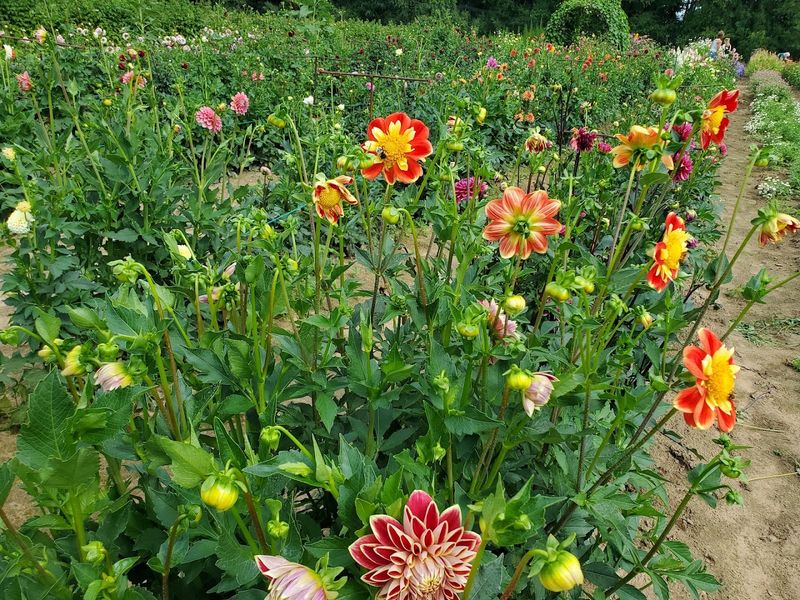 Sietsema Orchards, Ada, Kent County
