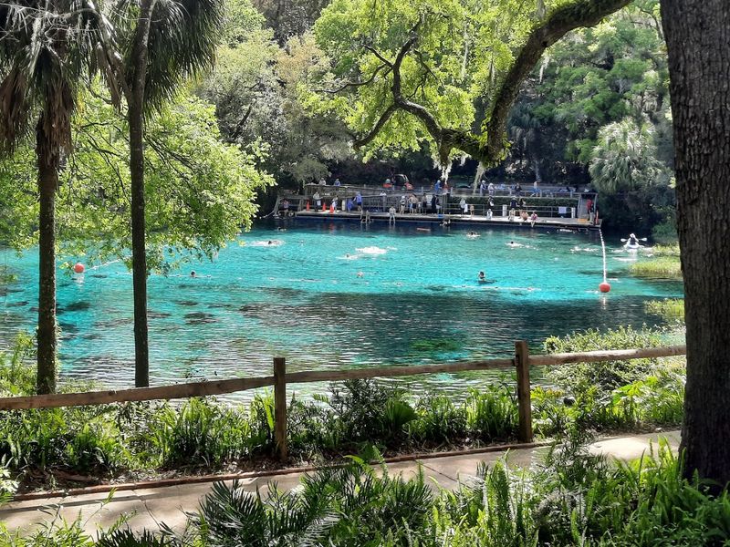 Swimming in a turquoise spring system - Rainbow Springs