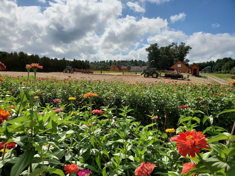 A Family Farm That Feels Like a Summer Tradition