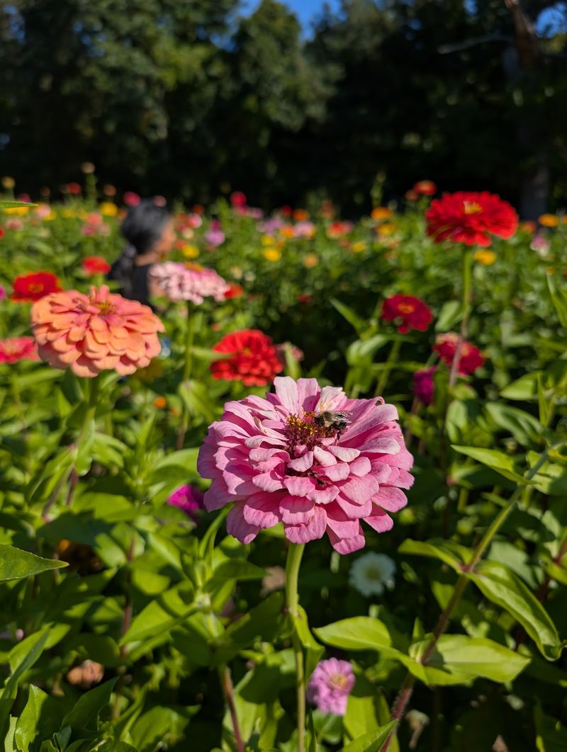 Wander Through Acres Of Pick-Your-Own Flowers