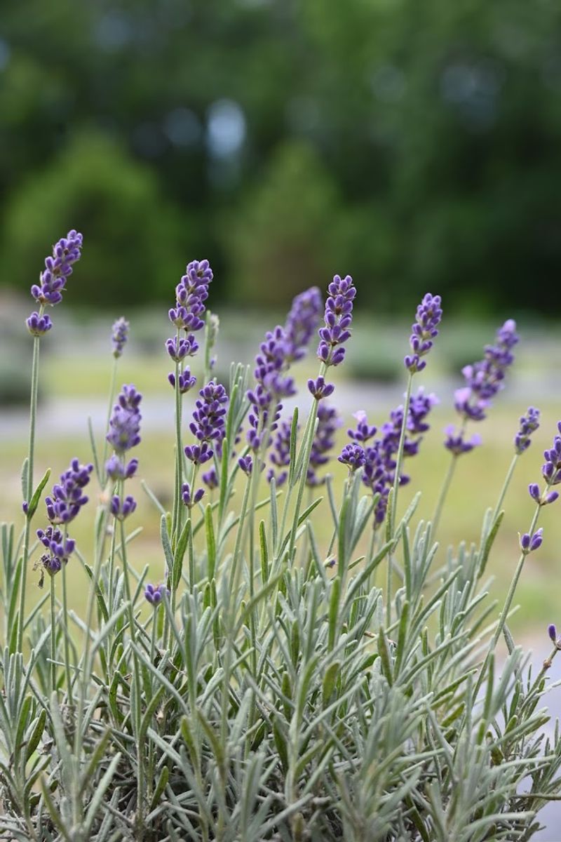 Agape Farm South LLC - Manning, Clarendon County