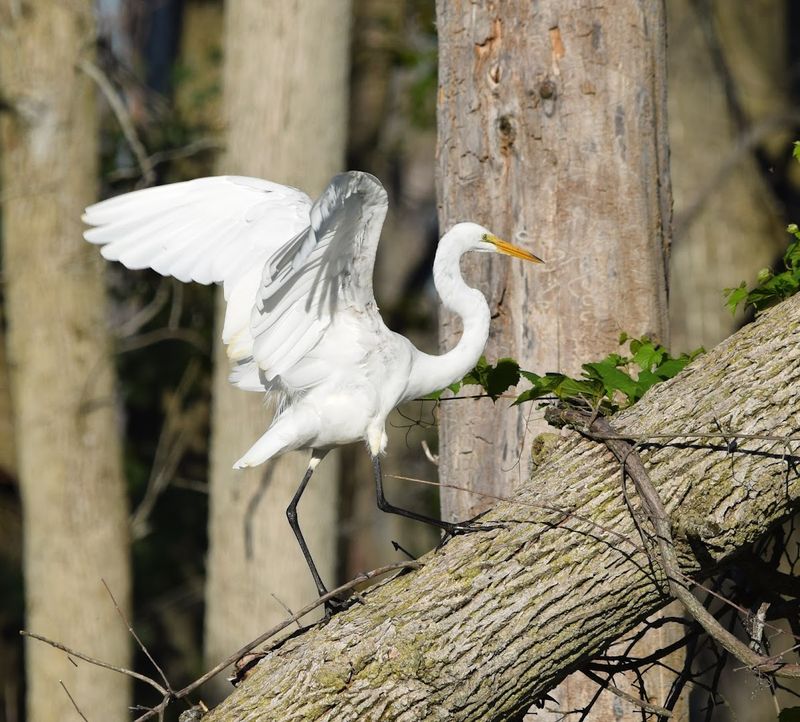 Shiawassee National Wildlife Refuge - Saginaw, Saginaw County