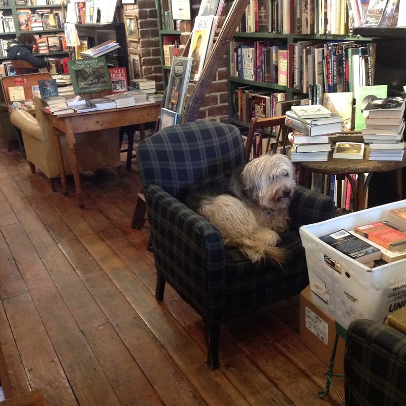 Four-Legged Staff Members Steal Hearts