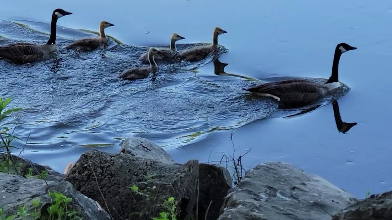George Wyth State Park - Waterloo, Black Hawk County