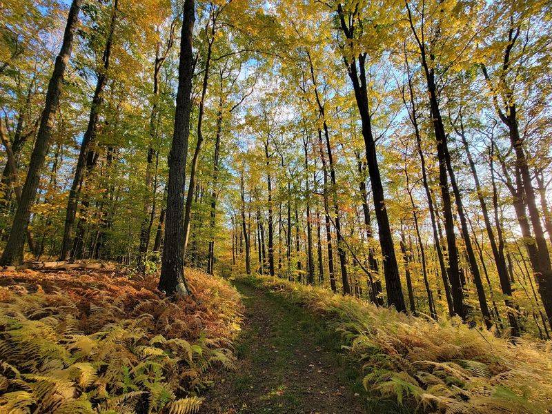 Trails Here Range From Easy Wanders to Long, Forested Escapes