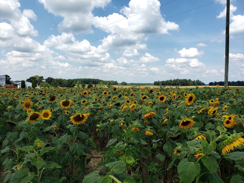 SchoolHouse Farms 1862