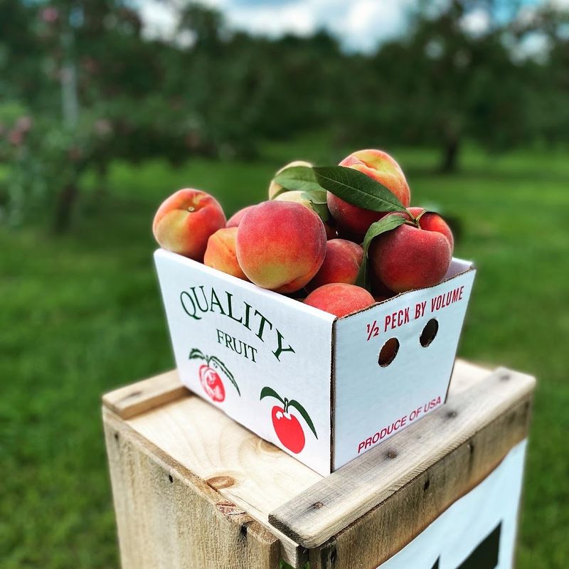 Doe Orchards - Harvard, Worcester County