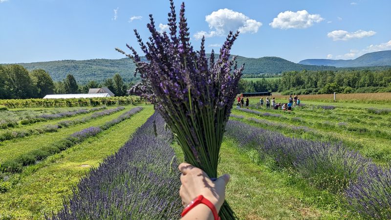 Adirondack Lavender