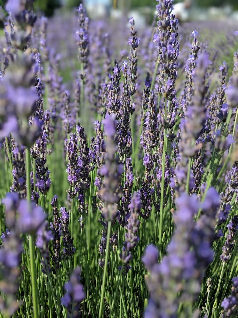 Southern Grace Lavender Farm - Greer, Greenville County