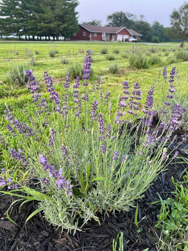 JW Lavender Fields at Quakerdale (New Providence)