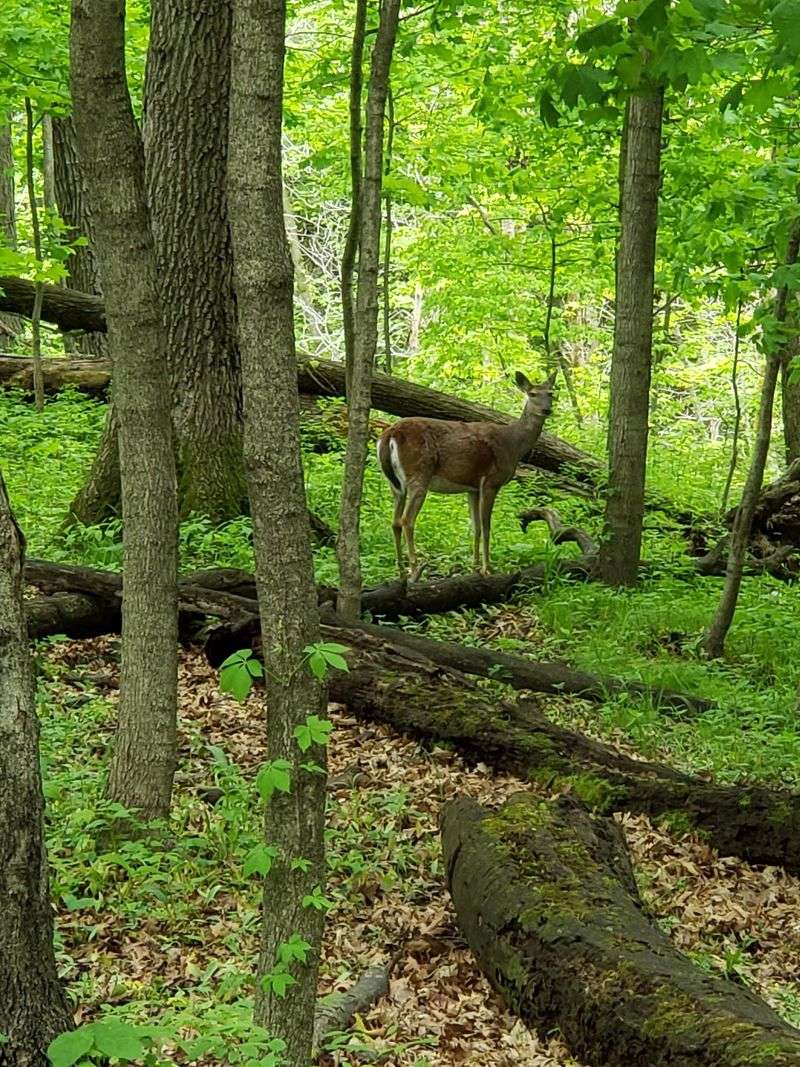 Hartman Reserve Nature Center, Cedar Falls, Black Hawk County