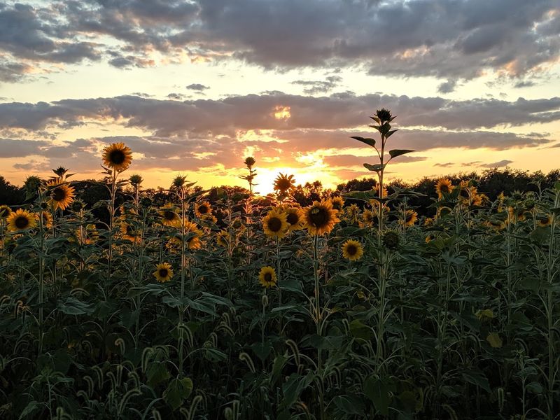 Terra Farms