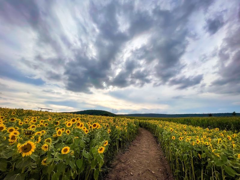 Second Mountain Sunflowers