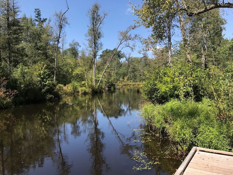 Artesian Spring Lake &ndash; Lee State Park (Bishopville)