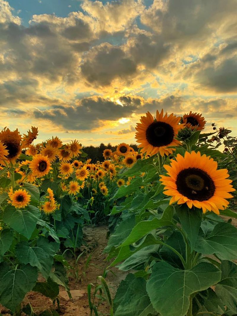Stokoe Farms