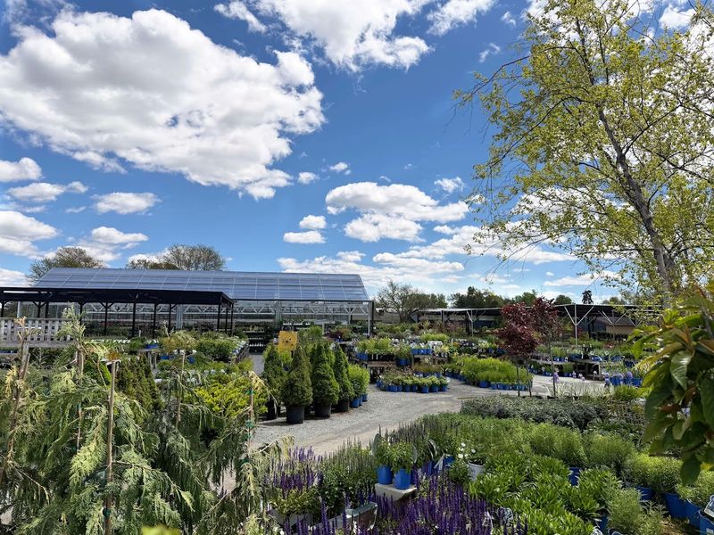 Faddegon's Nursery & Lavender Farm