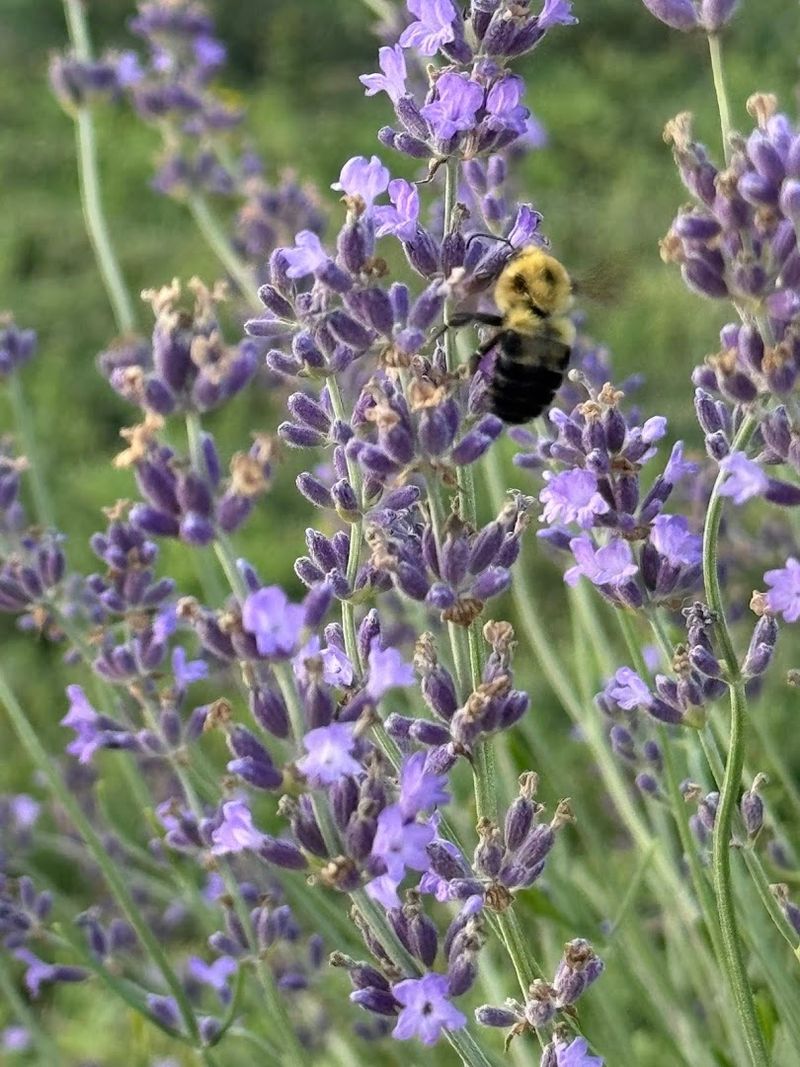 Southeast Iowa Lavender Farm (Mediapolis)