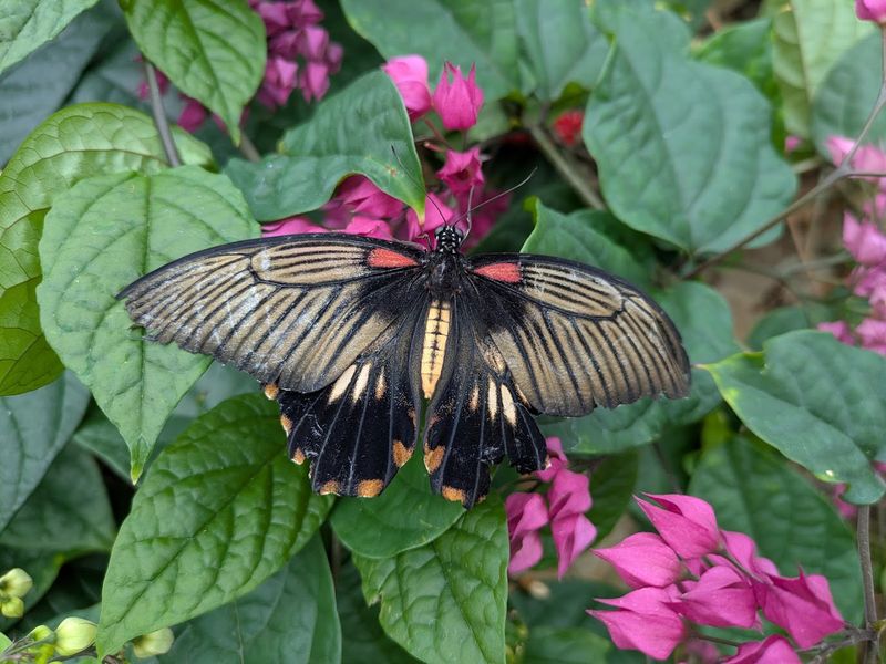 Reiman Gardens - Ames, Story County