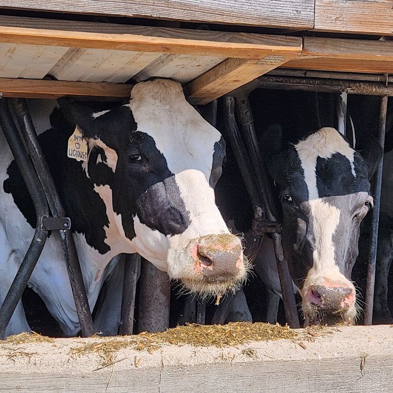 Hansen's Farm Fresh Dairy, Stuart, Guthrie County