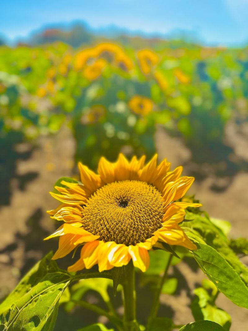 Jones Family Farms - Shelton, Fairfield County