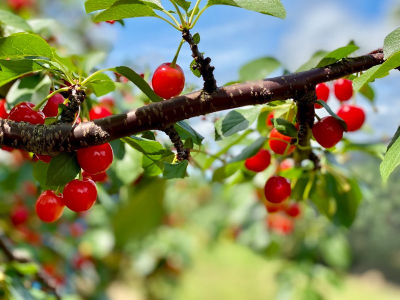 Belltown Hill Orchards - South Glastonbury, Hartford County