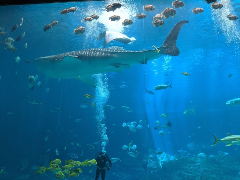 Georgia Aquarium - Atlanta