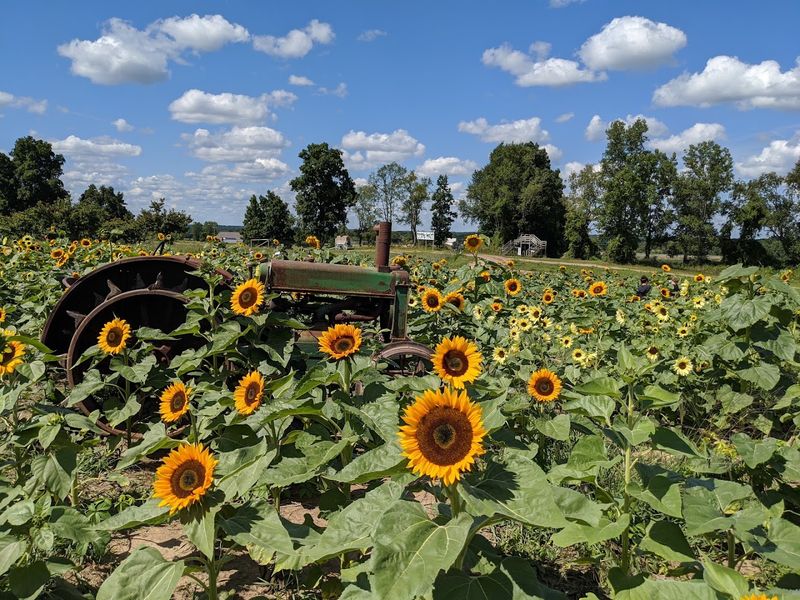 Spicer Orchards Farm Market & Cider Mill