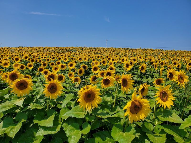Smithmyer's Farm