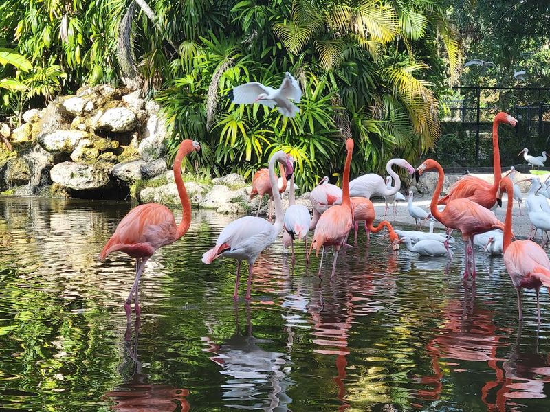 Flamingo Gardens