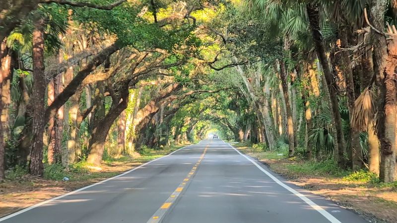 The Iconic Live Oak Tree Canopy