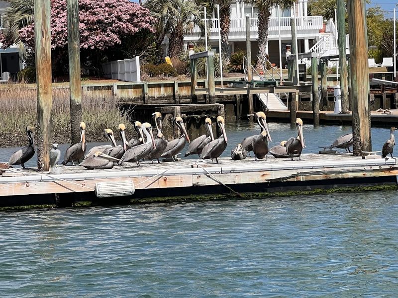 Masonboro Birding Tour: Discover North Carolina's Coastal Wildlife