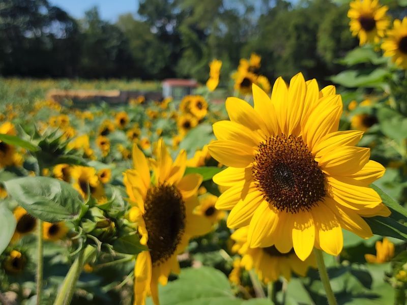 Liberty Ridge Farm