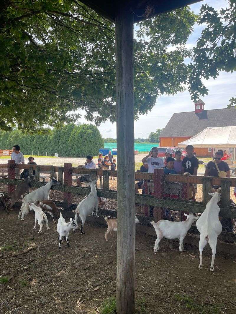 Kids Love Feeding The Goats