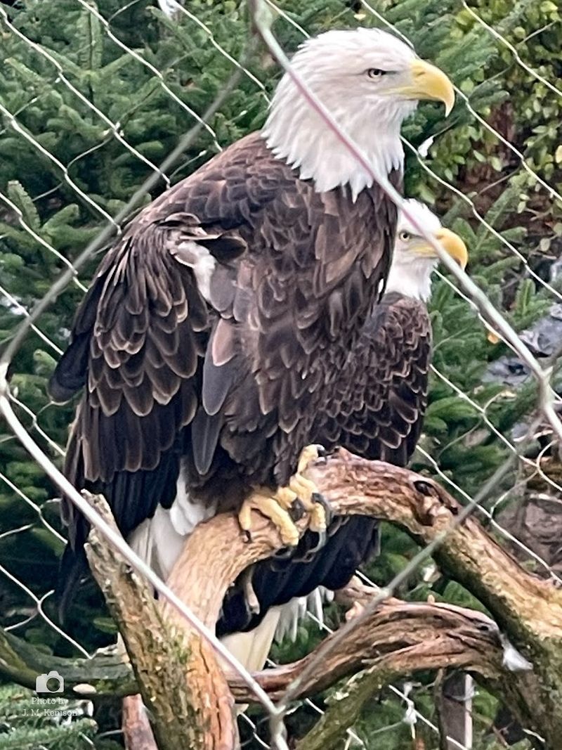Watch Majestic Birds Of Prey Up Close